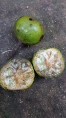 Cryptocarya