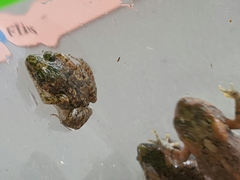 Eleutherodactylus planirostris