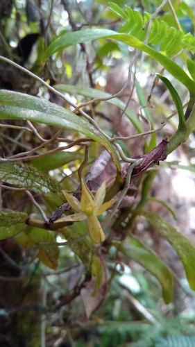 Angraecum chermezonii image