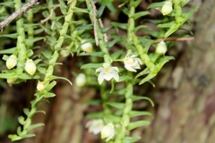 Dichaea trichocarpa
