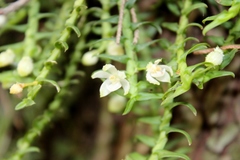 Dichaea trichocarpa