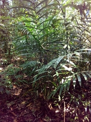 Neonicholsonia watsonii