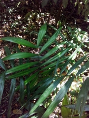 Neonicholsonia watsonii