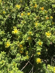 Berkheya pauciflora