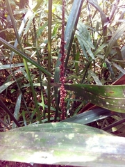 Neonicholsonia watsonii