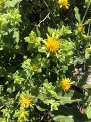 Berkheya pauciflora