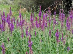 Salvia deserta