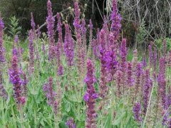 Salvia deserta