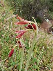 Ungernia sewerzowii