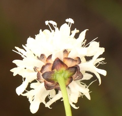 Cephalaria