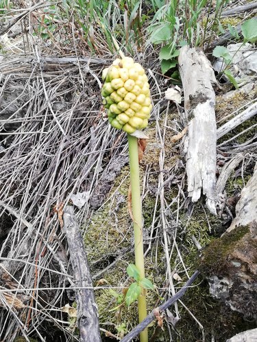 Arum korolkowii (Arum korolkowii)