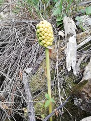 Arum korolkowii