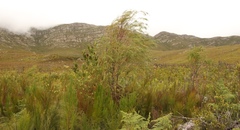 Empleurum unicapsulare