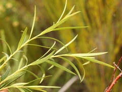 Empleurum unicapsulare