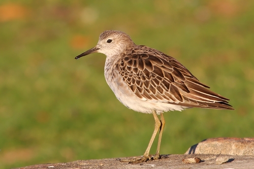Representative image of Calidris