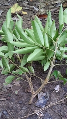 Deinbollia pervillei