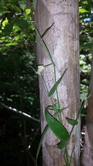 Thuarea perrieri
