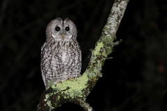 Tawny Owl - Photo (c) naturpel, some rights reserved (CC BY-NC), uploaded by naturpel