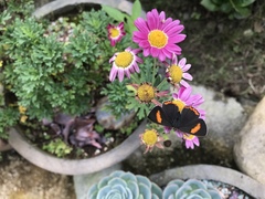 Heliophorus