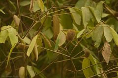 Apeiba tibourbou
