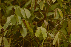 Apeiba tibourbou