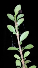 Hyperacanthus grevei