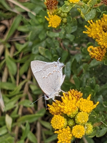 Avalon Hairstreak