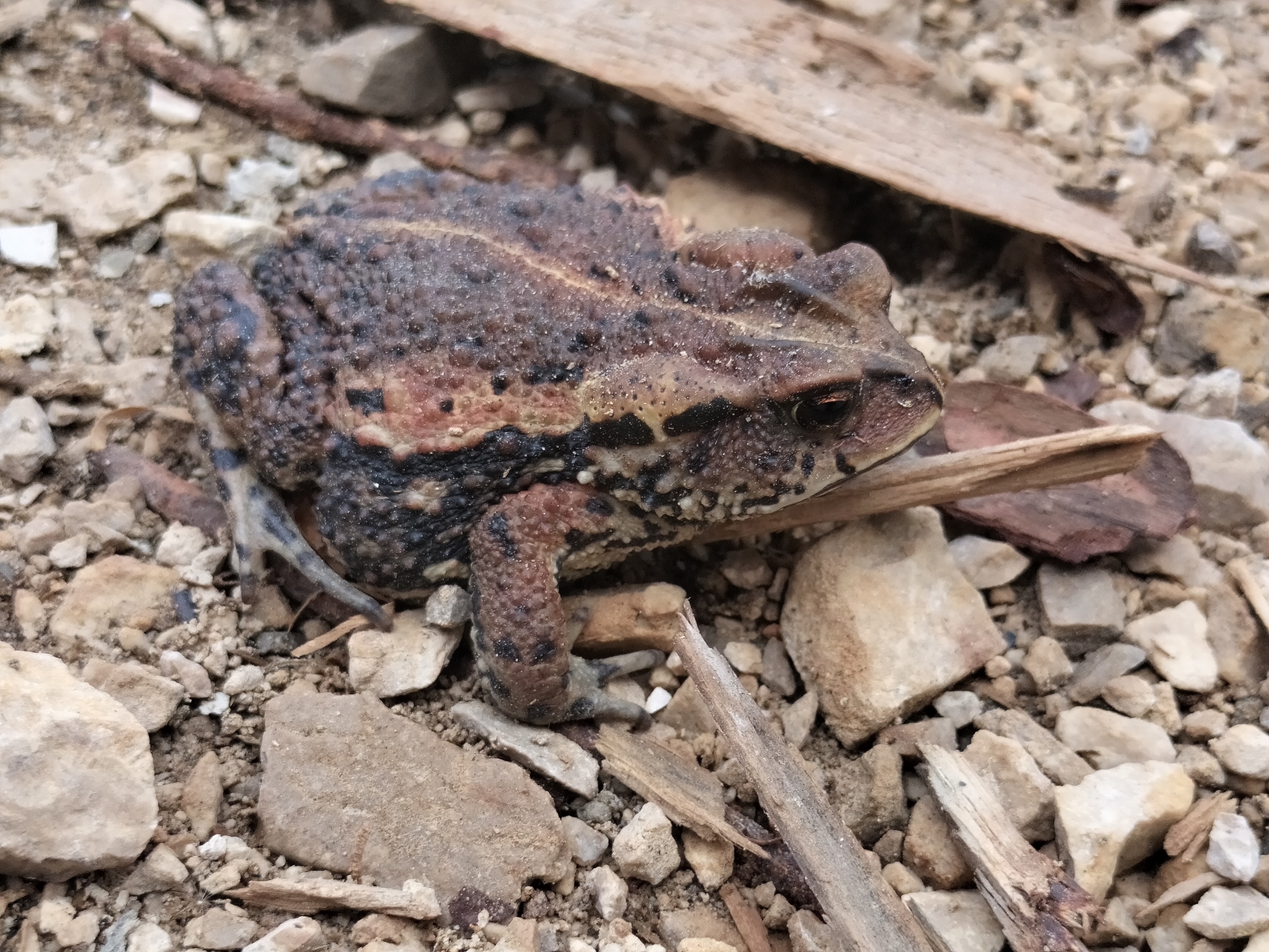 Bocourt's toad, Incilius bocourti