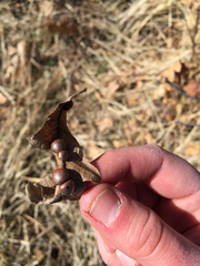 Xanthoteras eburneum