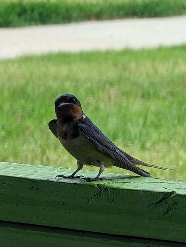 Barn Swallow