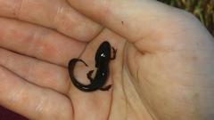 Notophthalmus meridionalis