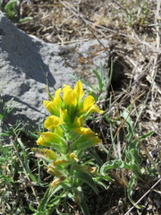 Castilleja madrigalii
