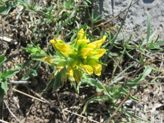 Castilleja madrigalii