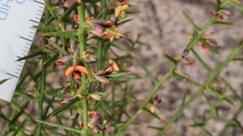 Image of Daviesia devito by (c) Rosalie Lawrence, some rights reserved (CC BY)