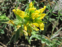 Castilleja madrigalii