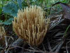Phaeoclavulina eumorpha