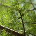 Bursera galeottiana - Photo (c) salvadorlopezmendoza, some rights reserved (CC BY-NC)