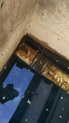 Nerodia erythrogaster