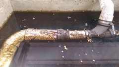 Nerodia erythrogaster