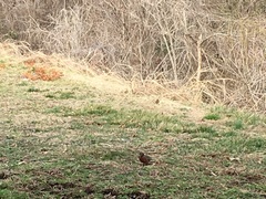 Turdus migratorius