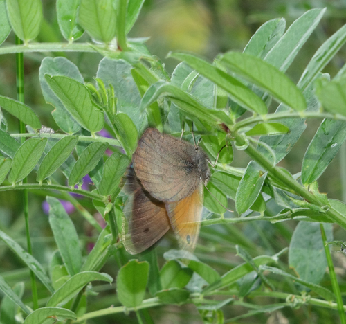 Dusky Meadow Brown
