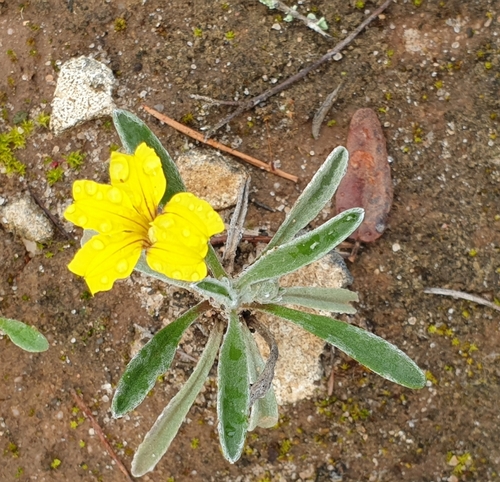 Image of Goodenia willisiana by (c) Rosalie Lawrence, some rights reserved (CC BY)