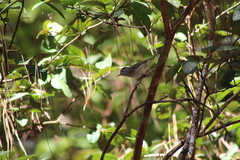 Vireo leucophrys