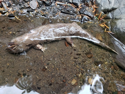 Coastal Giant Salamander, Dicamptodon tenebrosus