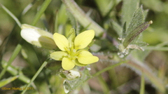 Tropidocarpum gracile