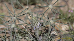 Lupinus benthamii