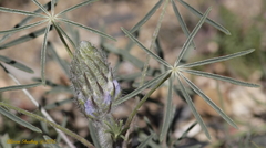 Lupinus benthamii