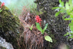 Stenorrhynchos glicensteinii