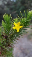 Hypericum juniperinum