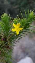 Hypericum juniperinum